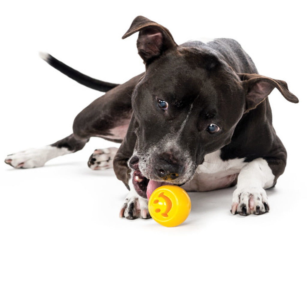 Outward Hound Orbee-Tuff Nooks-Face Yellow Planet Dog