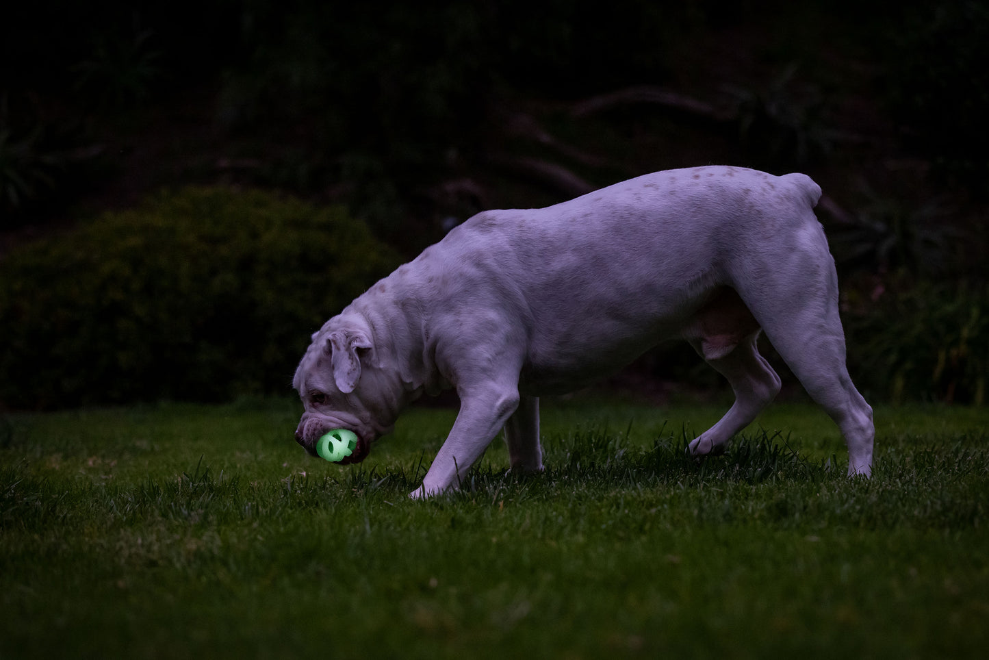 Chuckit Max glow air fetch ball S 2pk