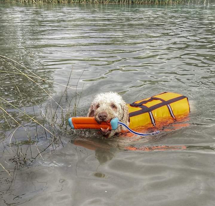 Chuckit! Amphibious Bumper S