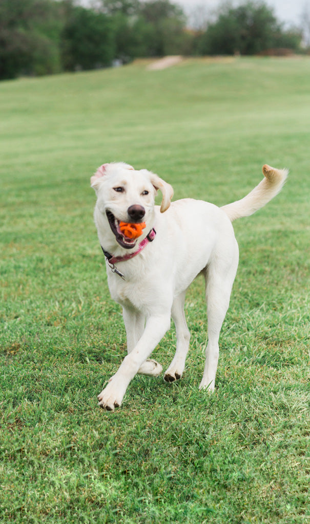 Chuckit! Air Fetch Ball M