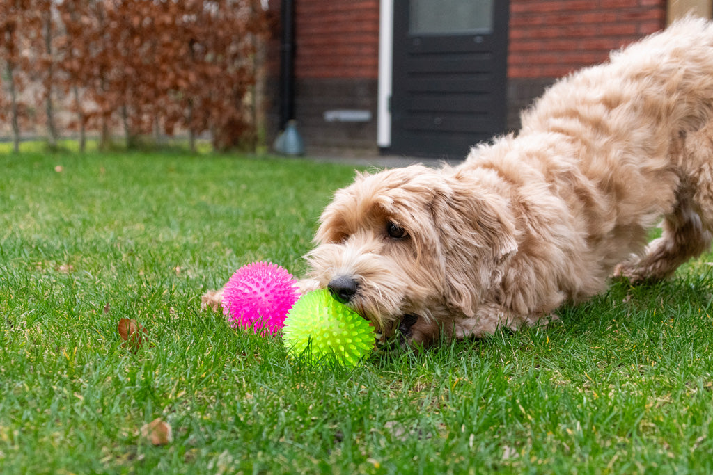 Dog Comets Exoplanet Igelball S Orange