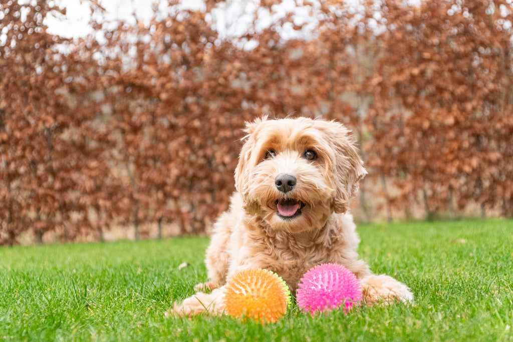 Dog Comets Exoplanet Igelball S Orange