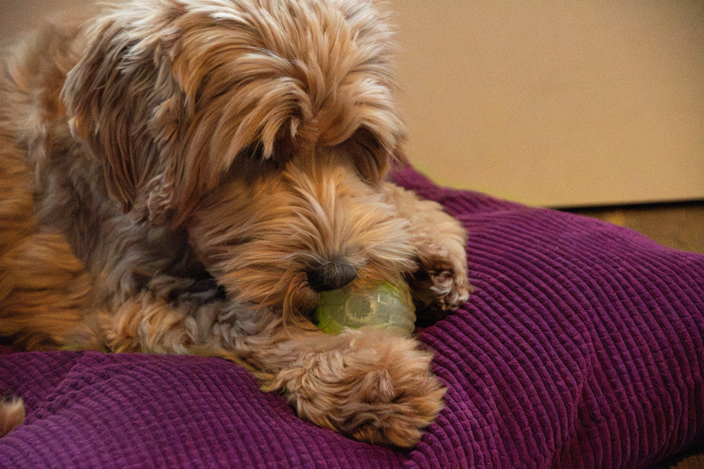 Dog Comets Glow In The Dark Moon Ball L Orange