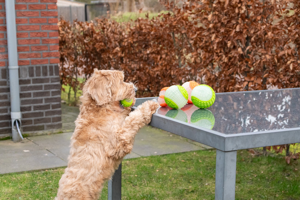 Dog Comets Glow In The Dark Moon Ball M Rosa