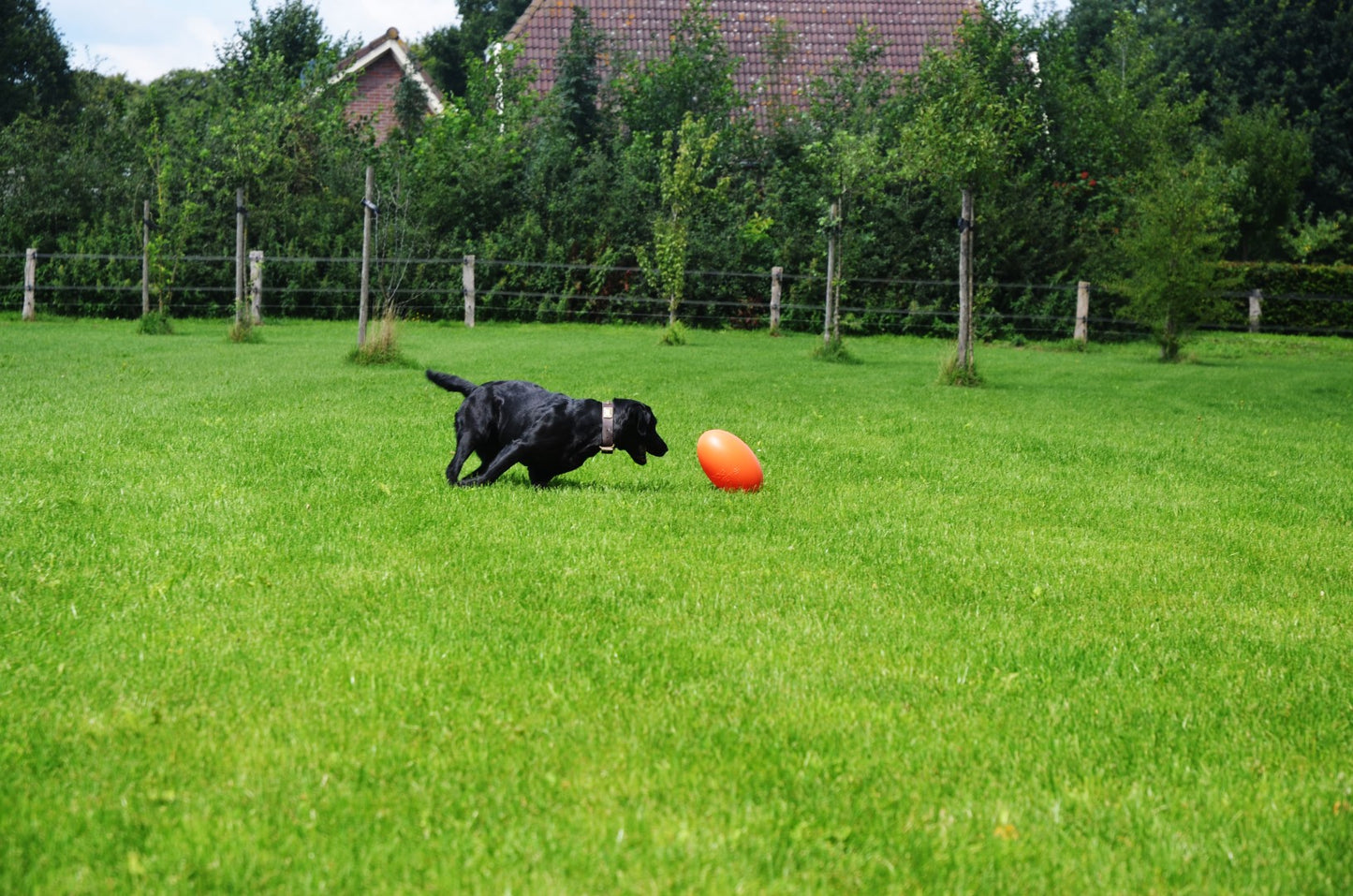Dog Comets Pan-Stars Orange M