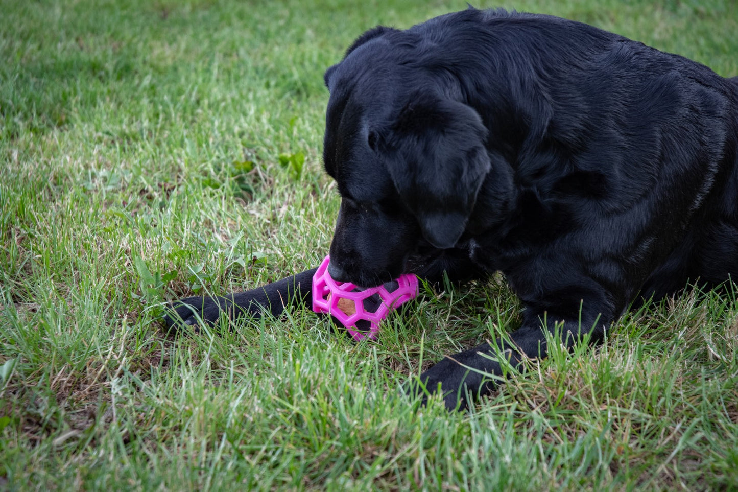 Dog Comets Moonstone Leckerkubus Rosa