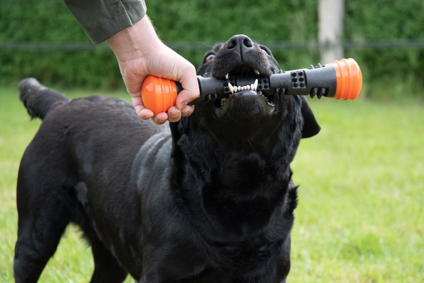 Dog Comets Meteor Wurfstock Orange L