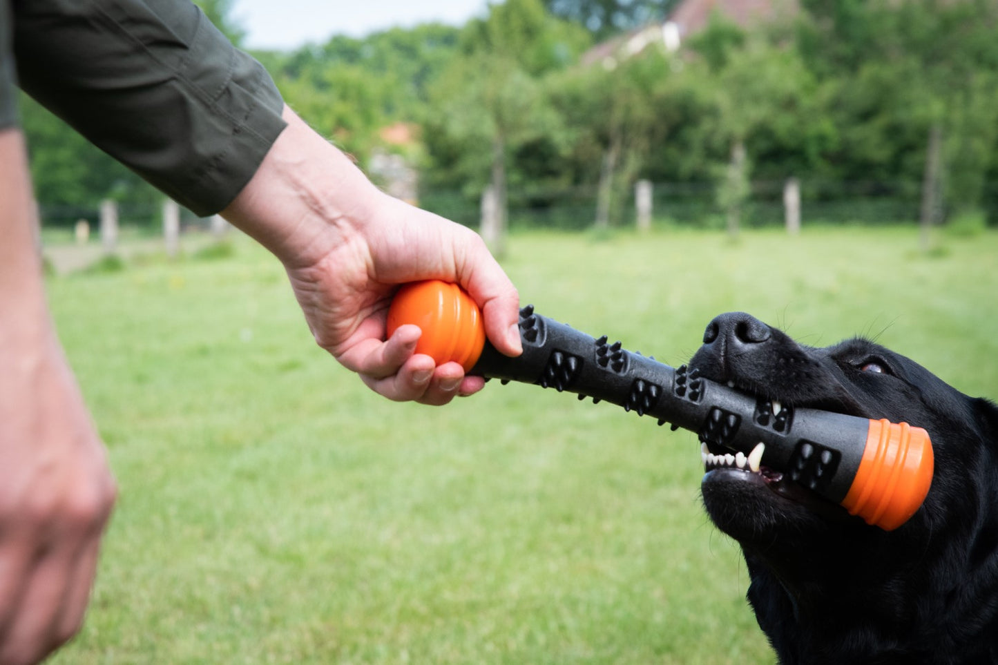 Dog Comets Meteor Wurfstock Orange L