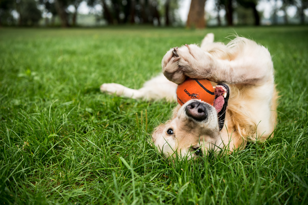 Dog Comets Neutron Star Tennisball Mit Quietscher M Orange