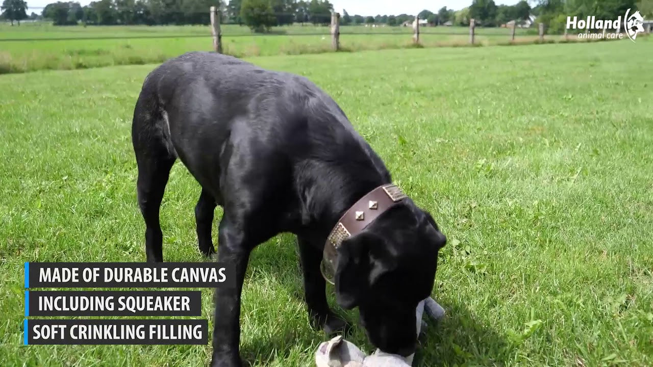 Country Dog Original Molly