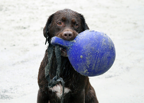 Jolly Tug-n-Toss Blau M (15 cm)