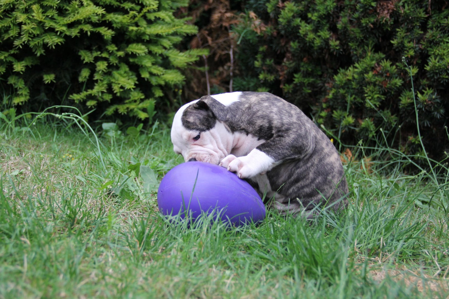Jolly Egg Violett S (20 cm)