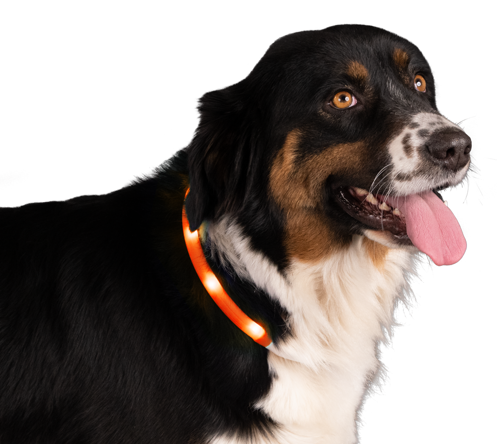 Nightwalk Safety Collar Orange