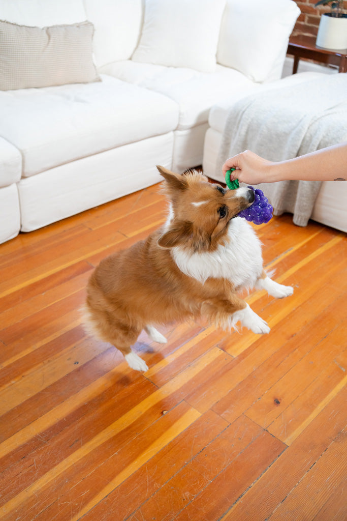 Outward Hound Dental Grapes