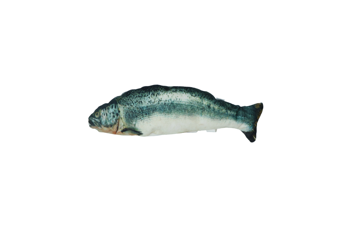 Robocat Fish Lachs