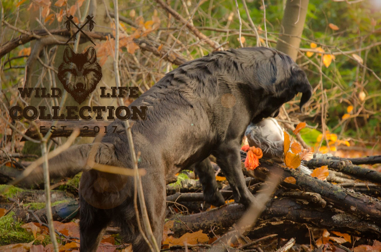 Wild Life Dog Taube