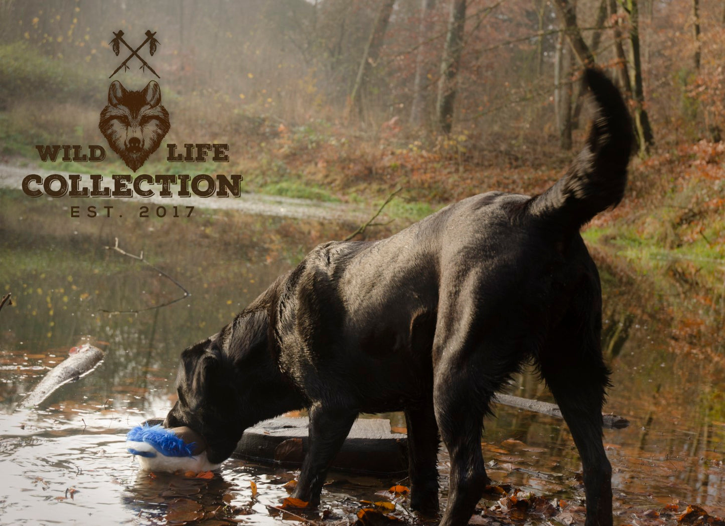 Wild Life Dog Ente