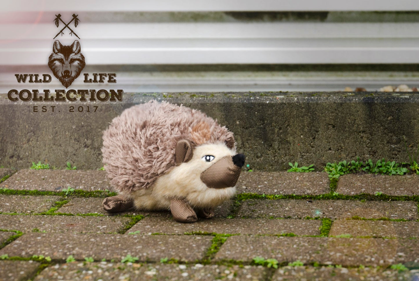 Wild Life Dog Igel