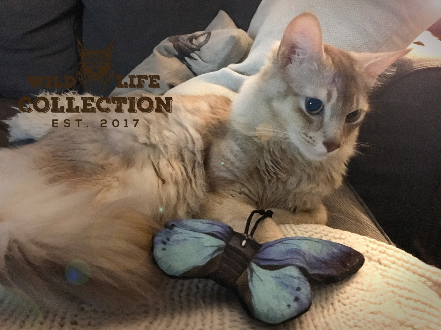 Wild Life Cat Blauer Schmetterling