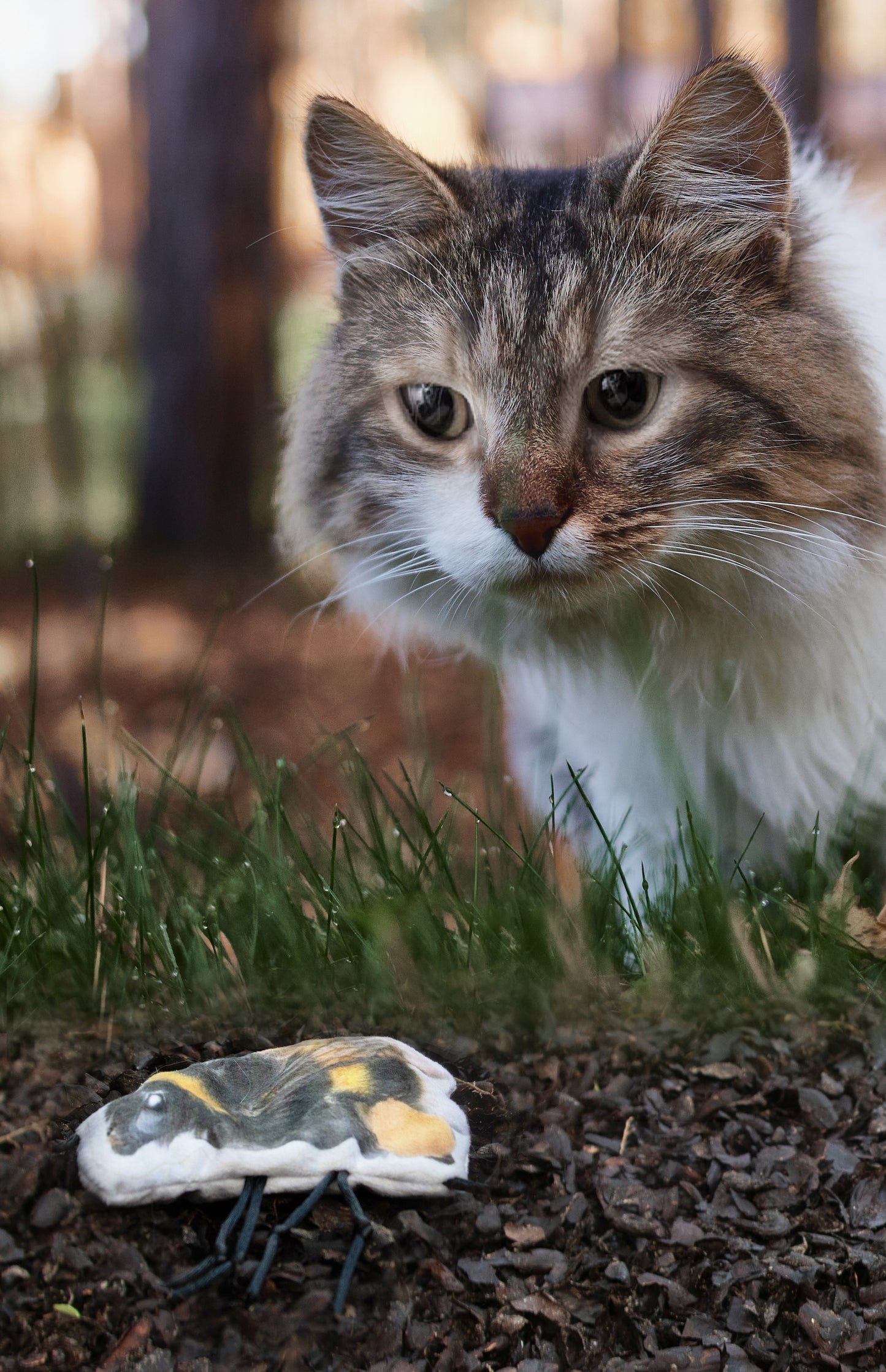 Wild Life Cat Hummel