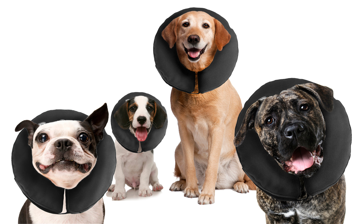 Zenpet ProCollar XS