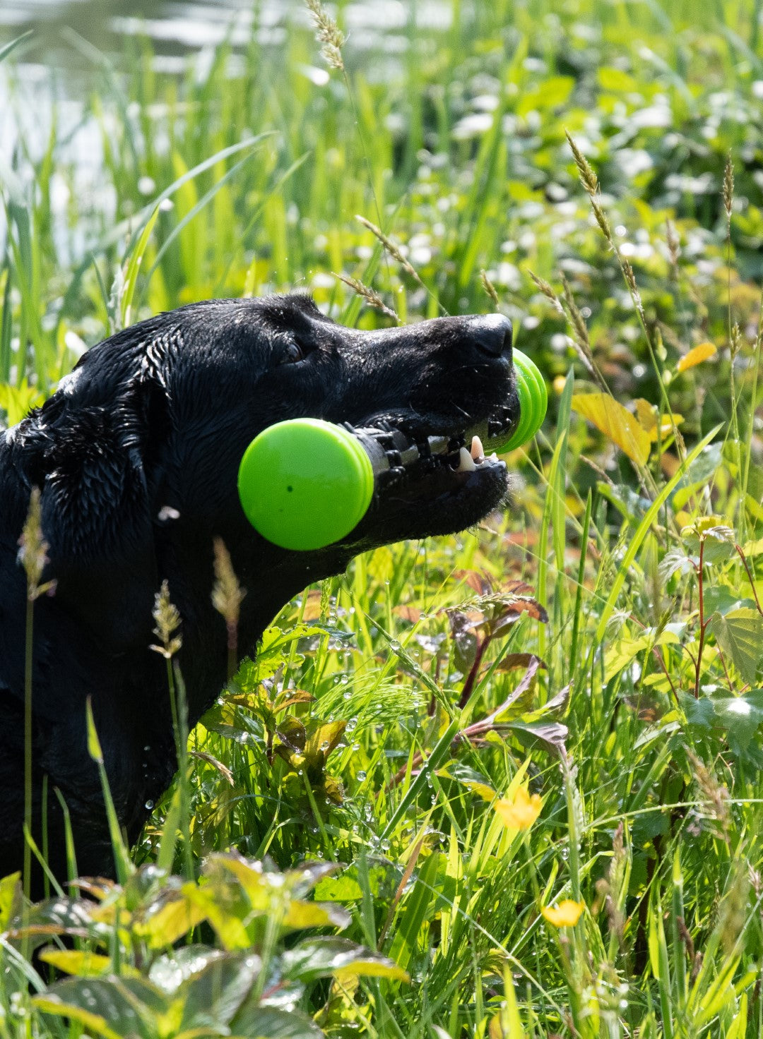 Dog Comets Meteor Wurfstock grün L