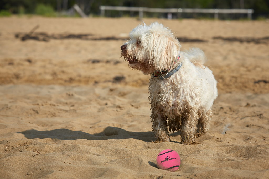 Dog comets Neutron Star Pink 1pc with Squeaker (Tennisball)