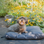 Let's Sleep Cushy Cloud Outdoor Hundebett M Anthrazit