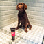 Animology Puppy Love Shampoo