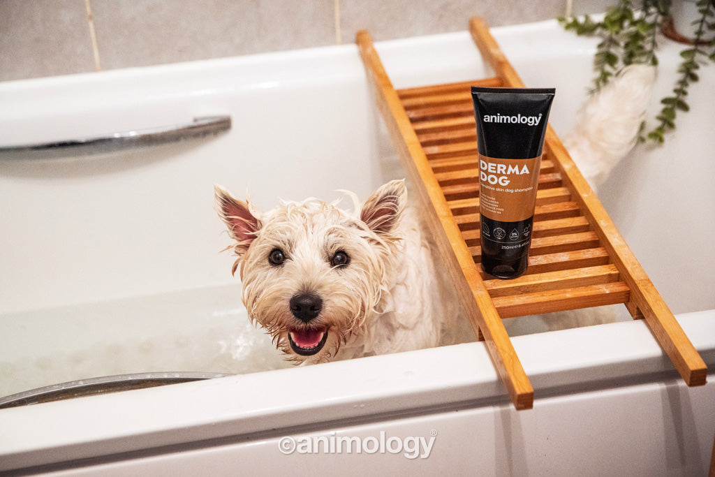 Animology Derma Dog Shampoo