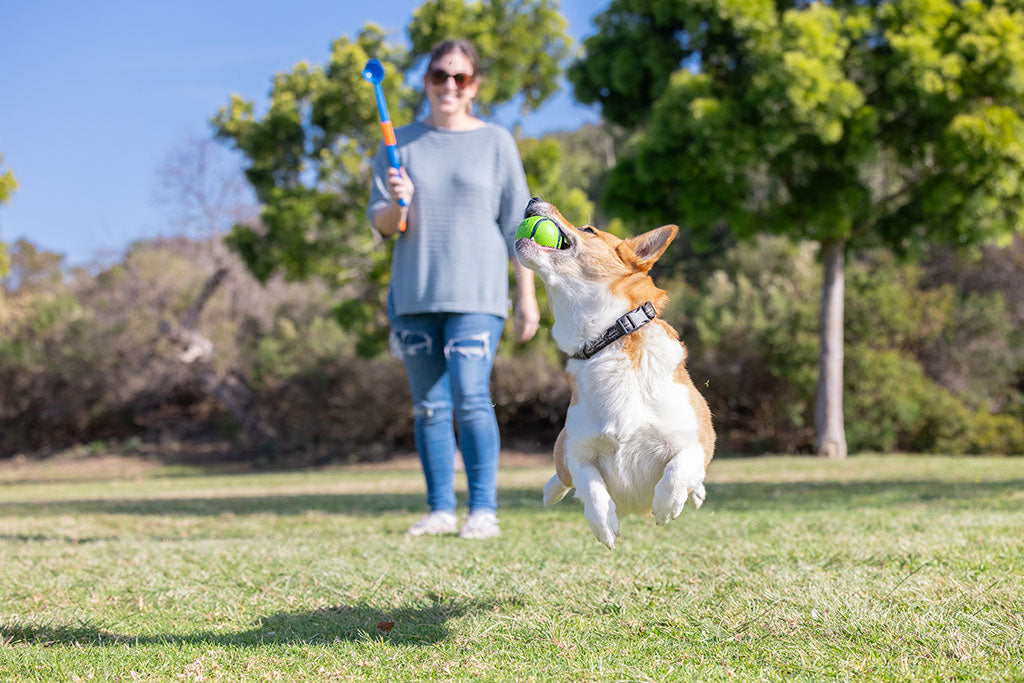 Chuckit sniff fetch balls md canister 4pk