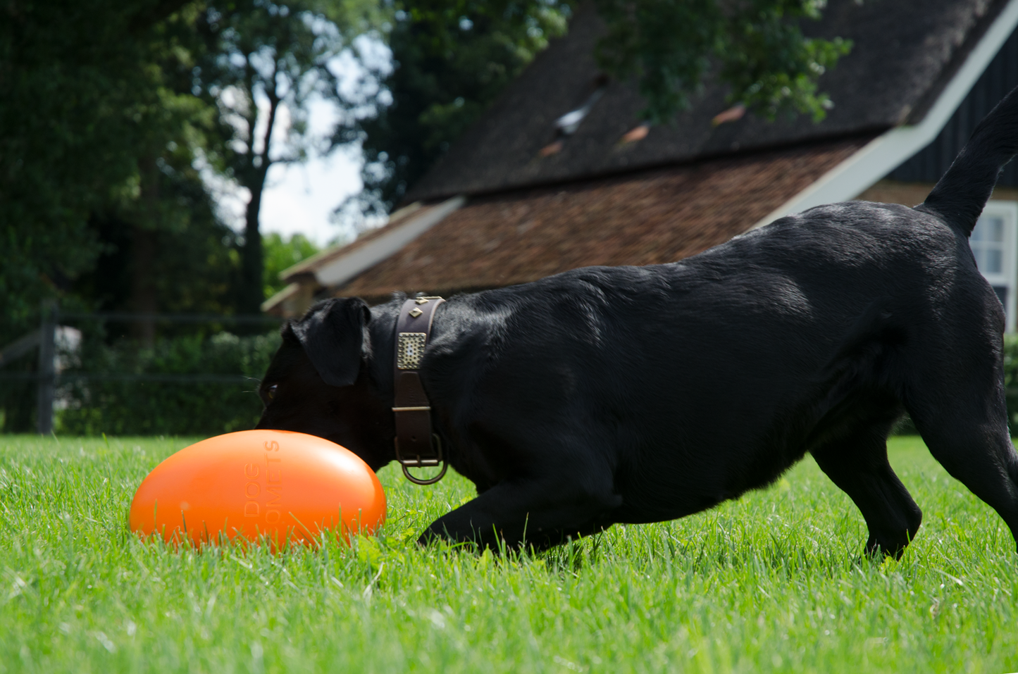 Dog Comets Pan-Stars Orange M 20cm