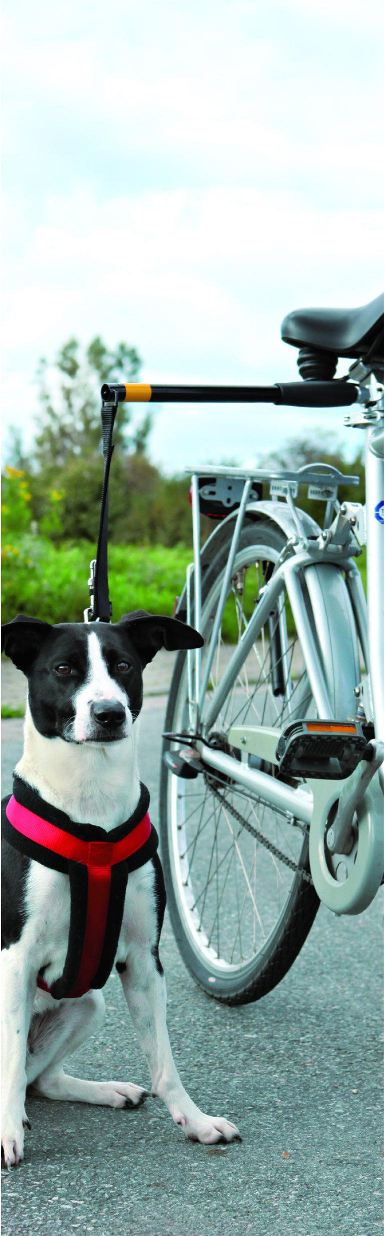 Pawise Hands Free Doggy Bike Exerciser Leash