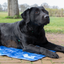 CoolPets Premium Cooling Mat XL (120x75cm)