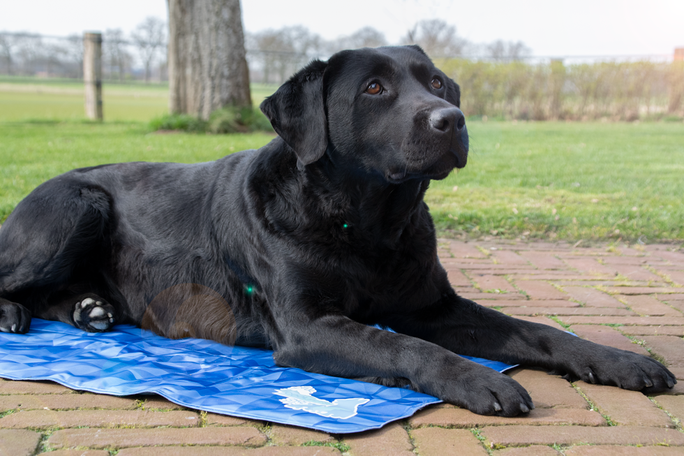 CoolPets Premium Cooling Mat XL (120x75cm)