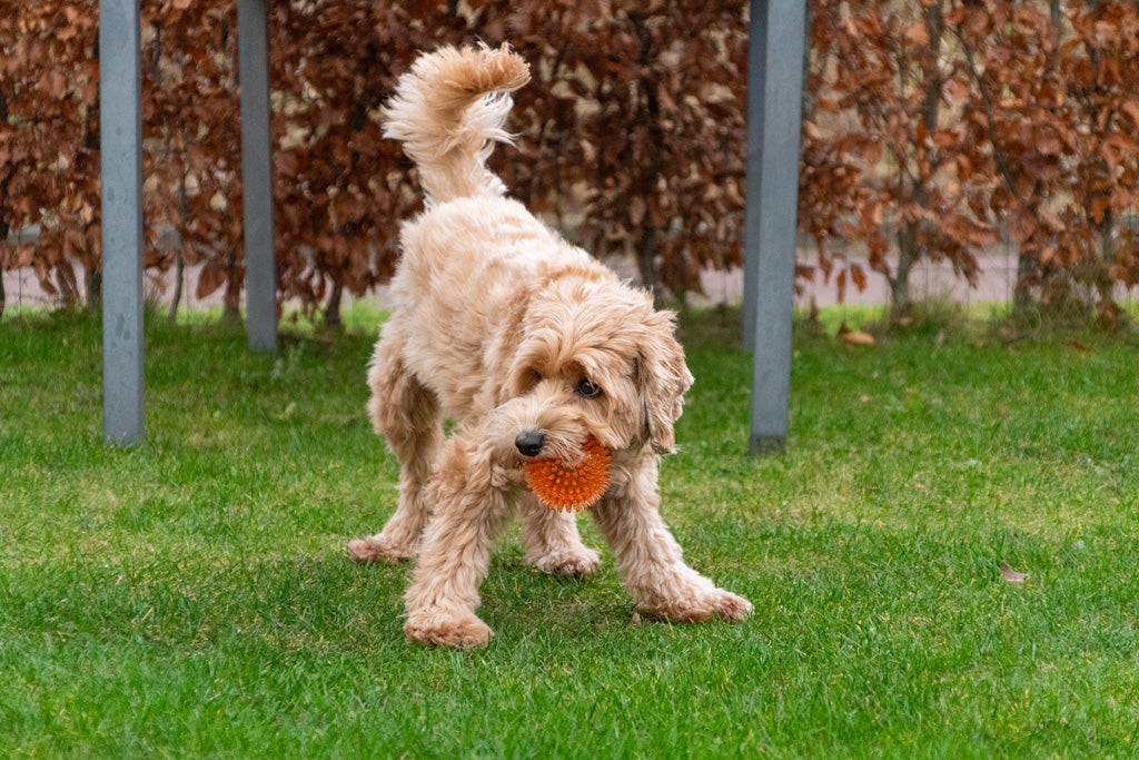 Dog Comets Exoplanet Orange S