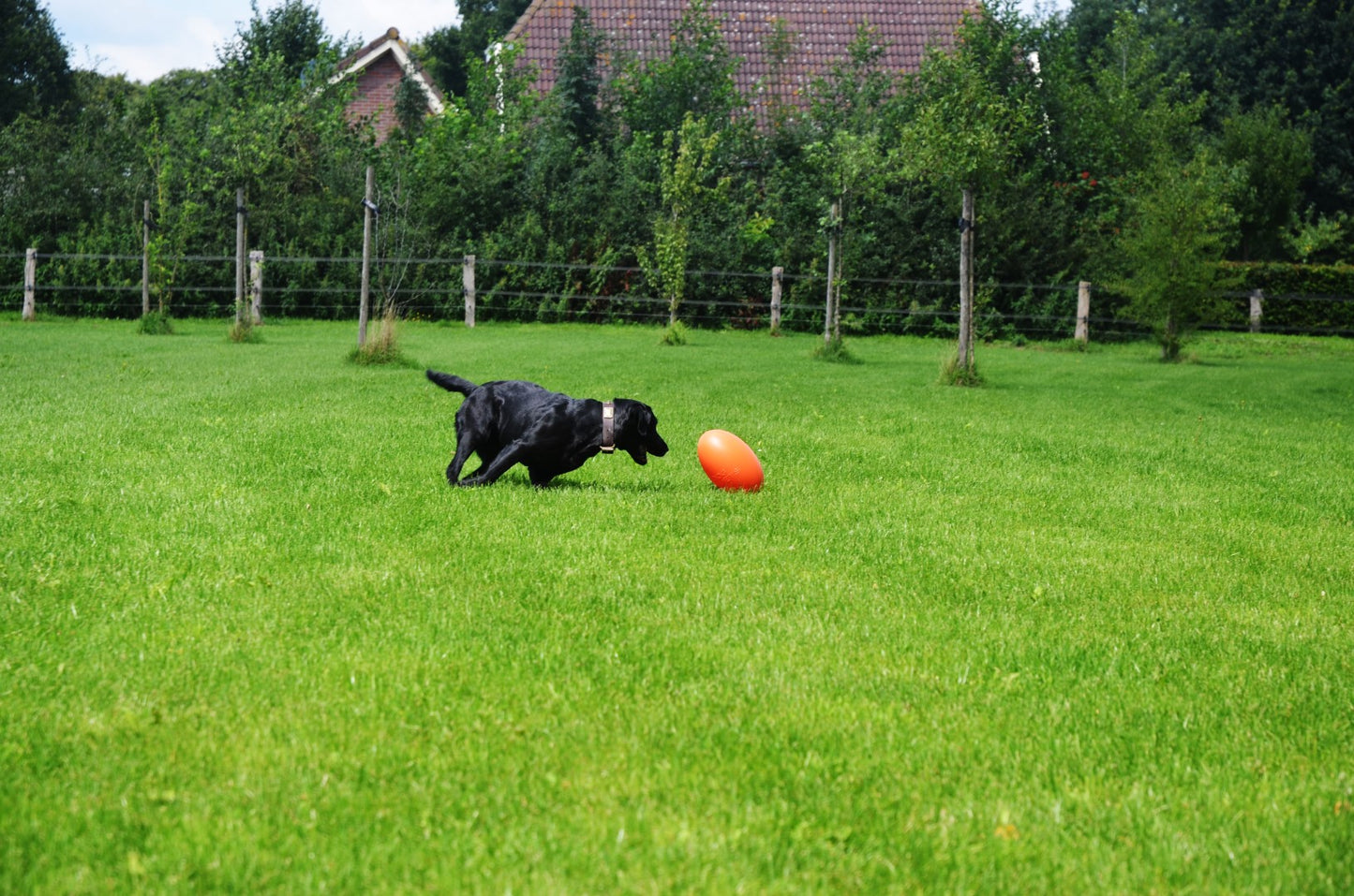 Dog Comets Pan-Stars Orange M 20cm