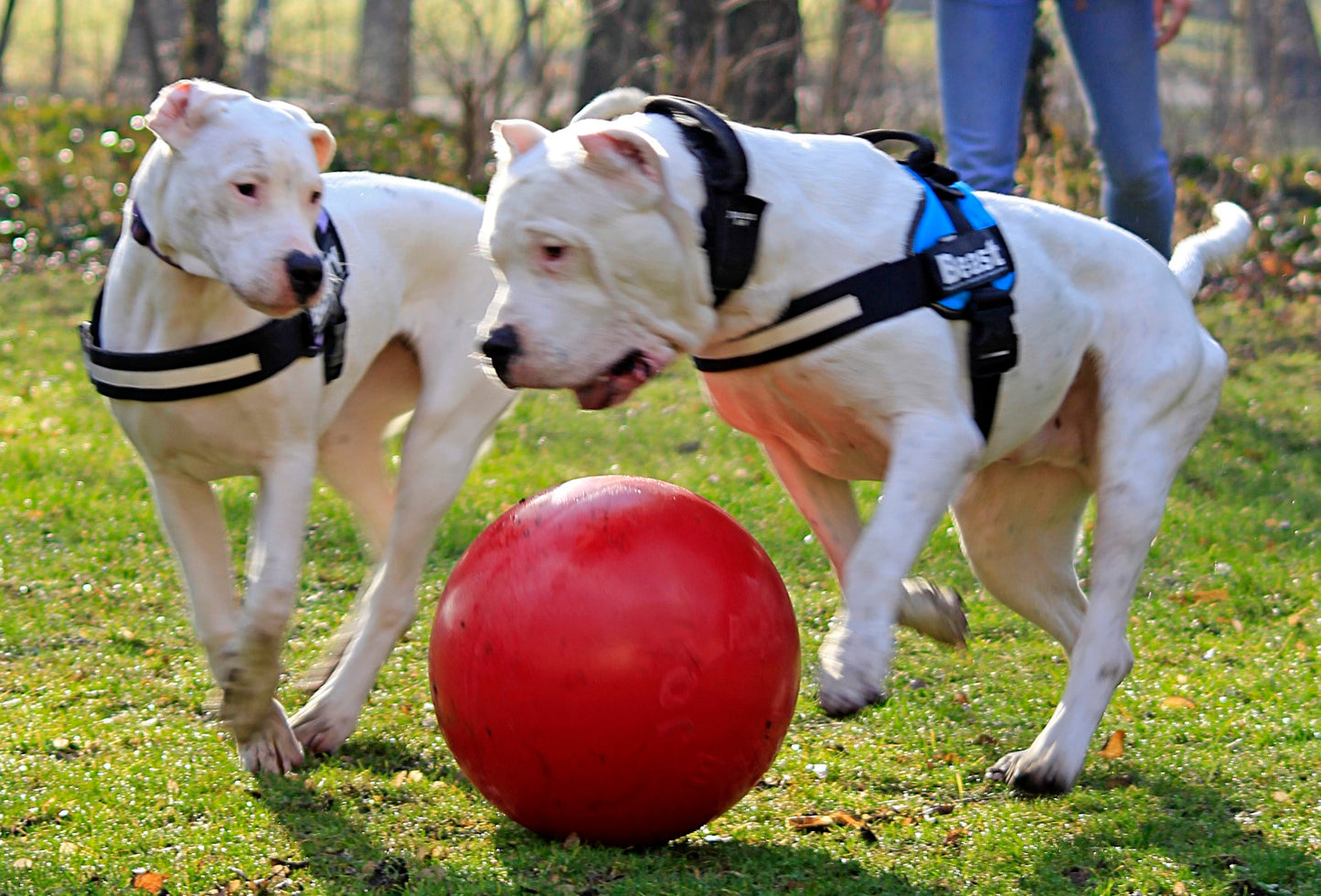 Jolly Ball Push-n-Play 15cm blau