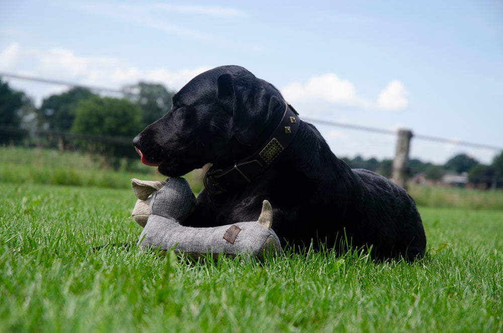 Country Dog Oliver