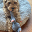 Bunny Puppy Crunchy Knot