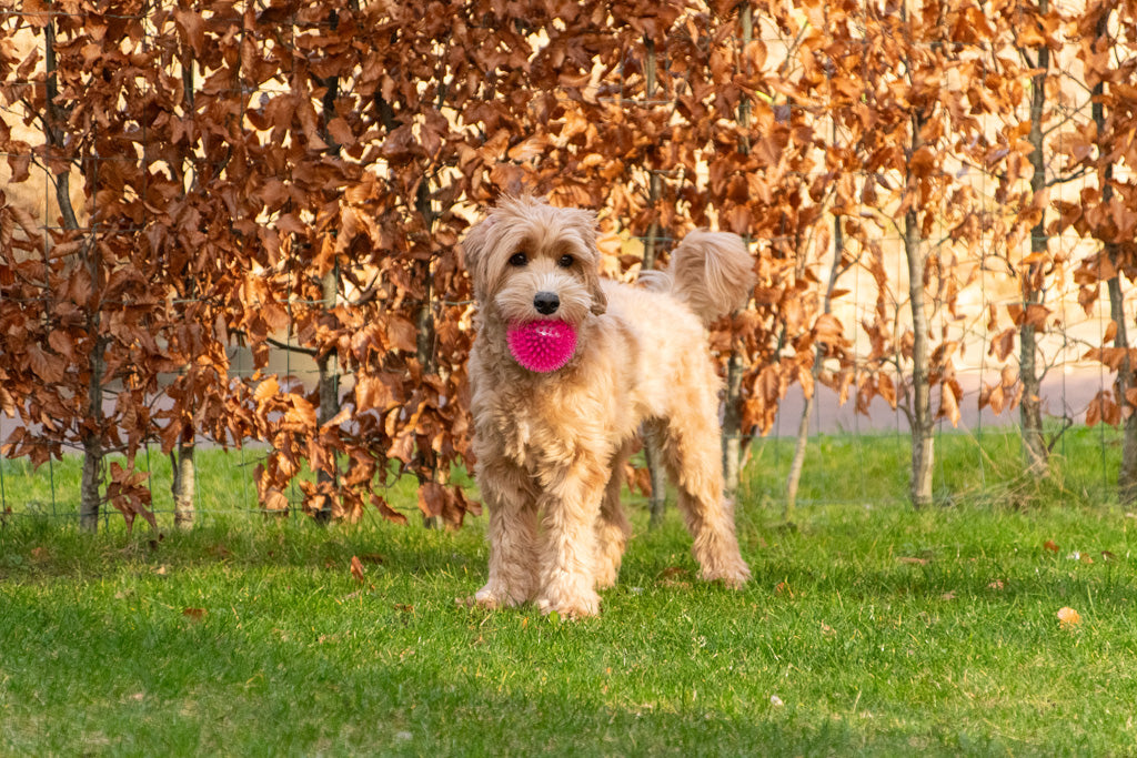 Dog Comets Exoplanet Orange S