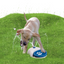 CoolPets Splash Water Fountain