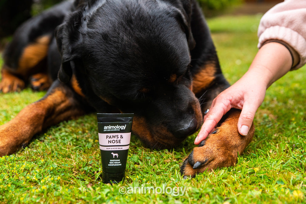 Animology Paws & Nose Balm 50ml