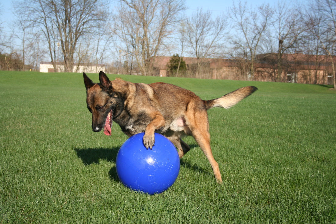 Jolly Ball Push-n-Play 15cm blau