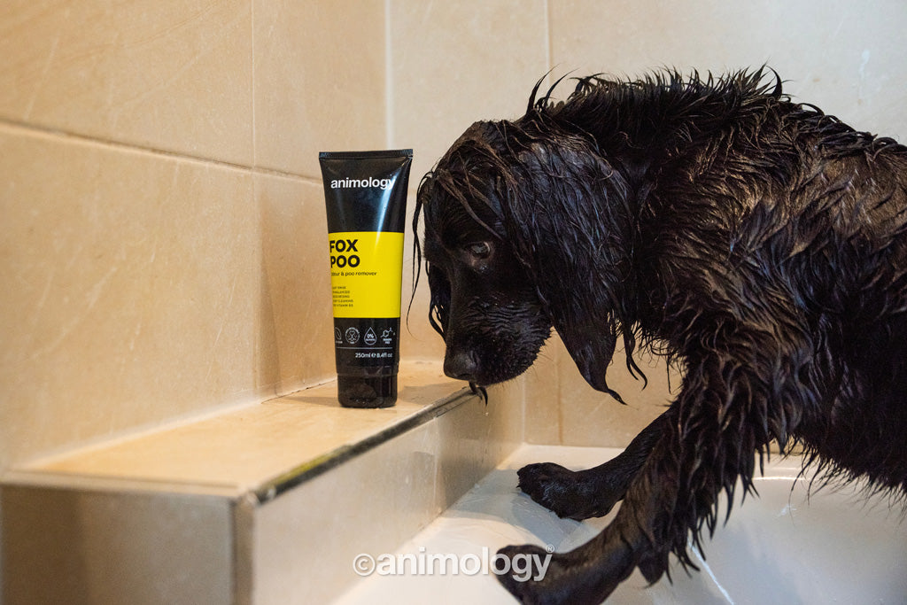 Animology Fox Poo Shampoo