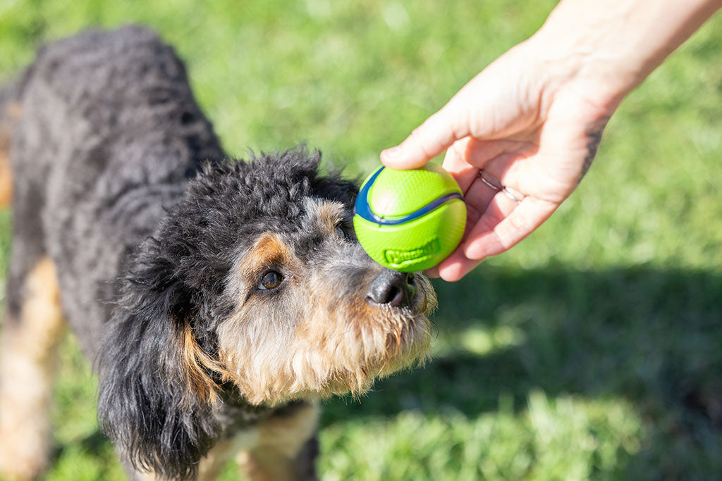 Chuckit sniff fetch balls md canister 4pk