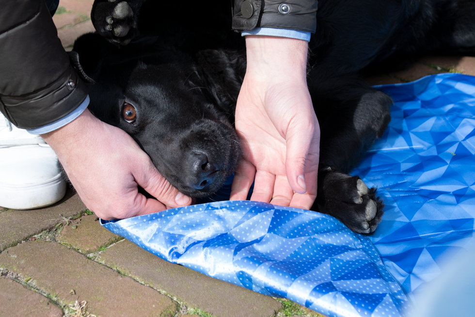 CoolPets Premium Cooling Mat XL (120x75cm)