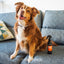 Animology Dirty Dawg No Rinse Shampoo