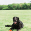 Chuckit! Air Fetch Ball Medium