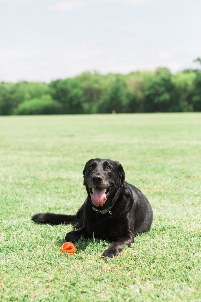 Chuckit! Air Fetch Ball Medium